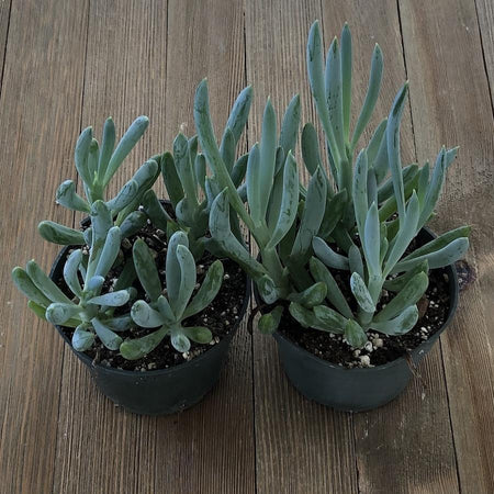 blue chalk succulent plant Blue Chalk Sticks Succulent - Senecio serpens