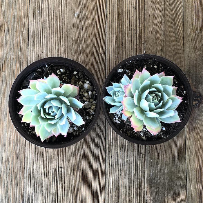 is it ok to mist succulents Echeveria Blue Mist - Secunda Echeveria - 4 inch