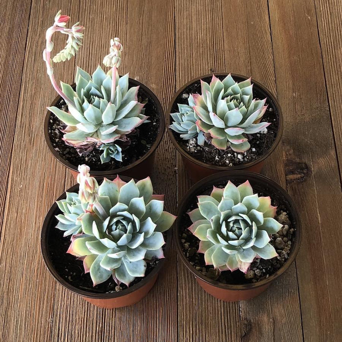 mist succulents Echeveria Blue Mist - Secunda Echeveria - 4 inch