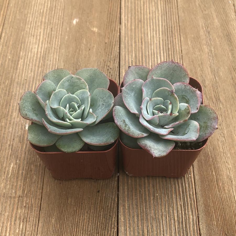echeveria blue sky succulent plant Echeveria Blue Sky - 2 inch