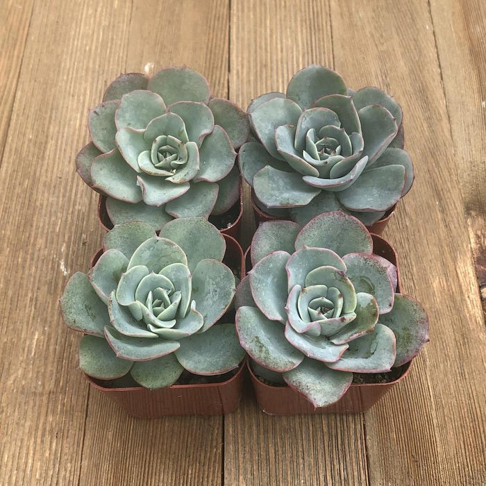 light blue succulents Echeveria Blue Sky - 2 inch