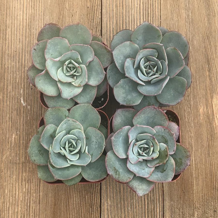 blue sky succulent care Echeveria Blue Sky - 2 inch