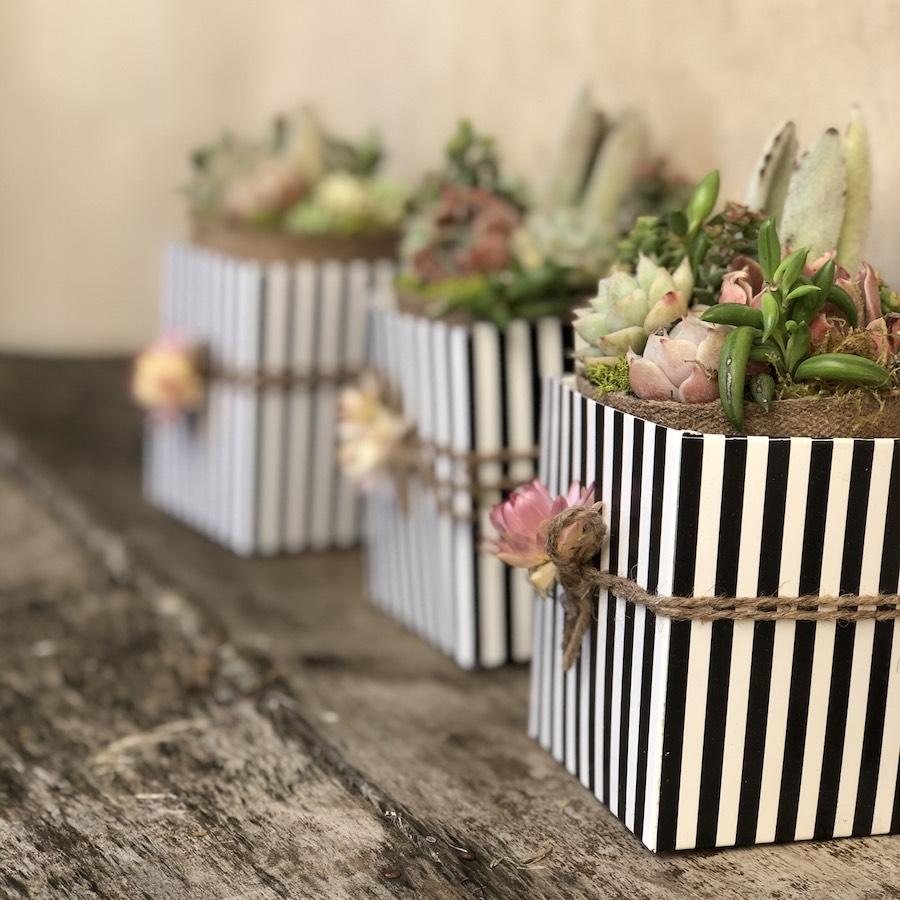 succulent bridal shower favors Bridal Wedding Shower Succulents