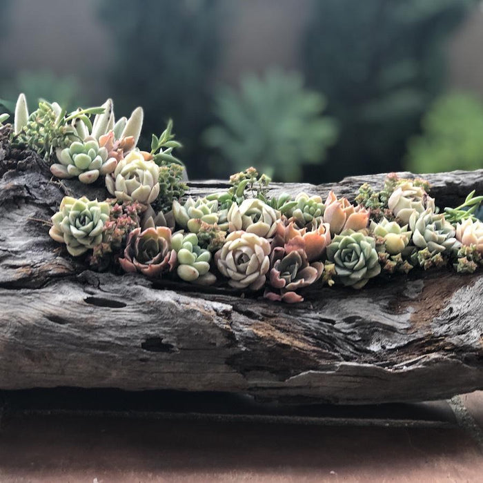 succulents for bridal shower Bridal Wedding Shower Succulents