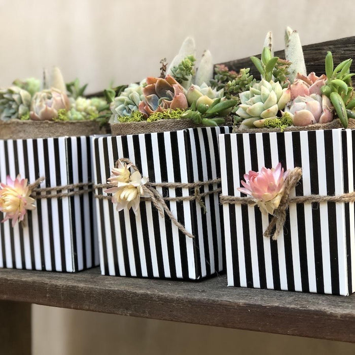 succulent theme bridal shower Bridal Wedding Shower Succulents