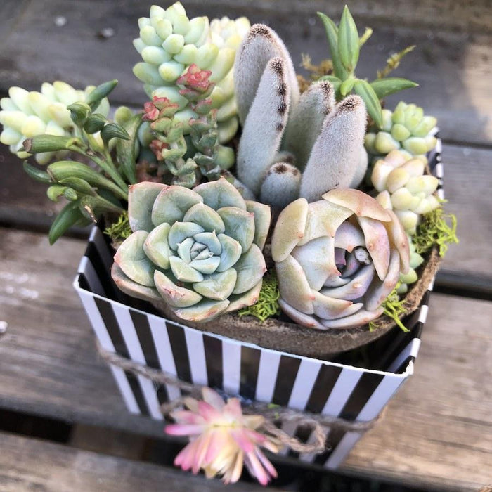 wedding gift succulents Bridal Wedding Shower Succulents