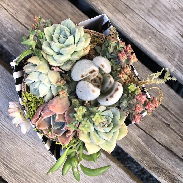 succulents in the shower Bridal Wedding Shower Succulents