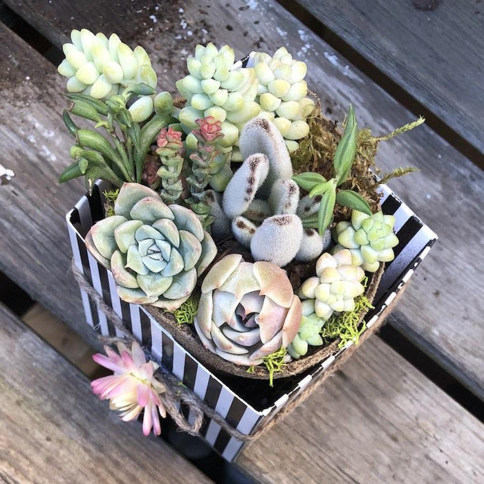 shower succulents Bridal Wedding Shower Succulents