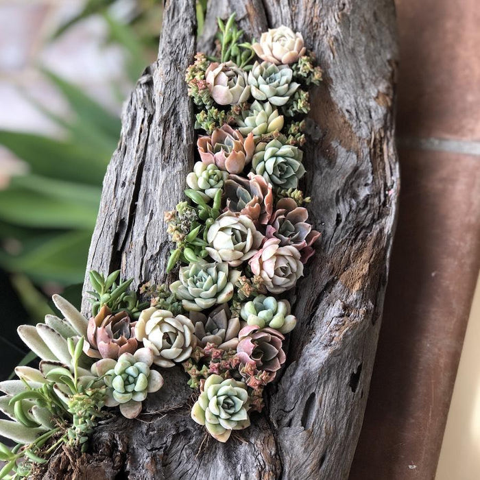 succulents in shower Bridal Wedding Shower Succulents