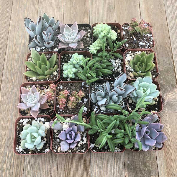 Bridal Wedding Shower Succulents | Pack | Harddy