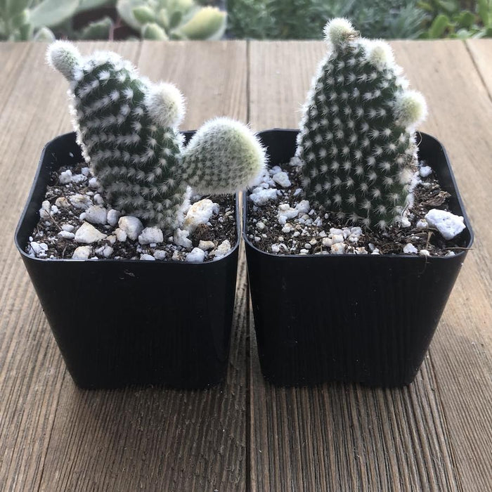 types of bunny ear cactus Bunny Ears Cacti - Opuntia Mini Cactus