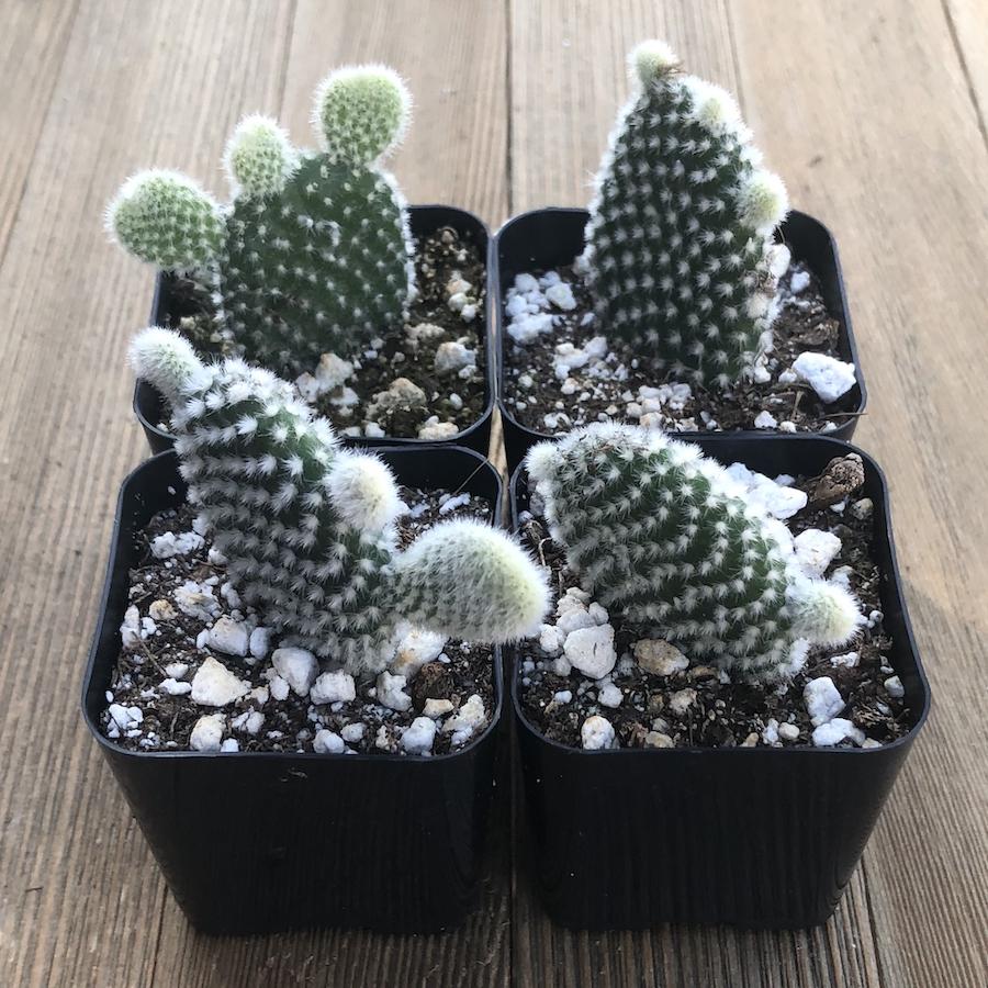 bunny ear succulent for sale Bunny Ears Cacti - Opuntia Mini Cactus