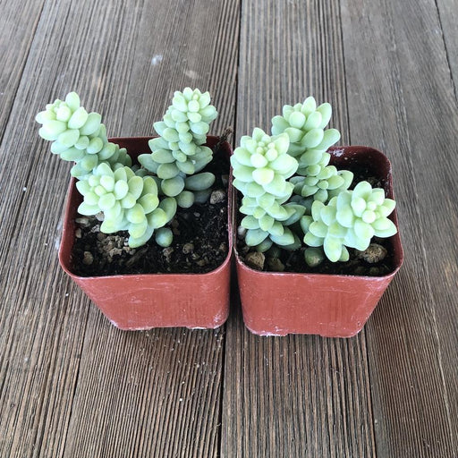 burros tail succulent Sedum Burrito - Burros Tail - Donkey Tail - 2 inch