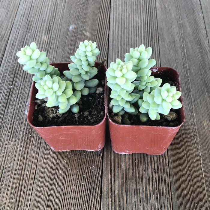 burrito succulent plant Sedum Burrito - Burros Tail - Donkey Tail - 2 inch