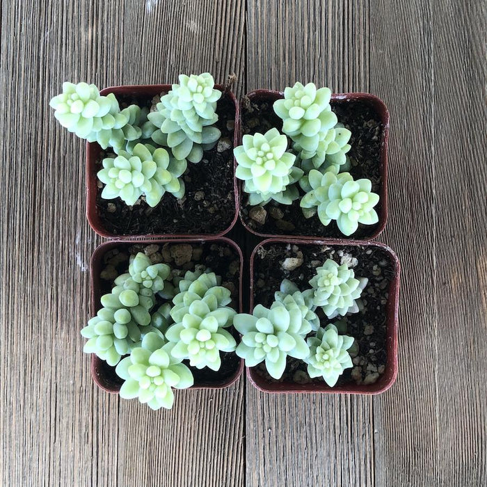 types of burro's tail succulents Sedum Burrito - Burros Tail - Donkey Tail - 2 inch