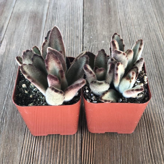 chocolate soldier succulent plants Kalanchoe Chocolate Soldier