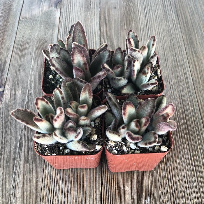 chocolate soldier plant indoor Kalanchoe Chocolate Soldier