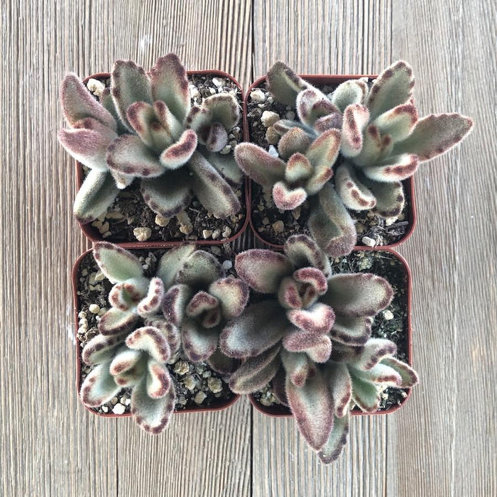 Kalanchoe Chocolate Soldier | Plant | Harddy