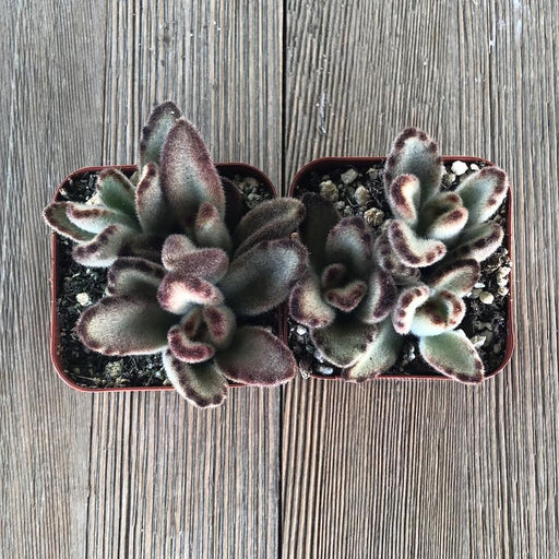chocolate soldier succulent plants Kalanchoe Chocolate Soldier