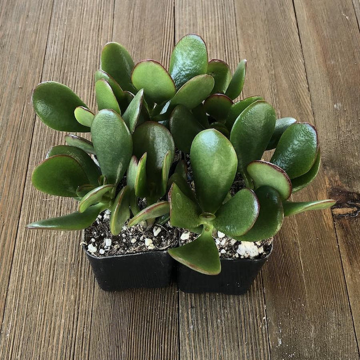classic jade plant Classic Jade - Crassula ovata - Beginners Succulent - Indoor Safe