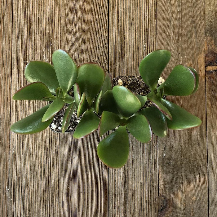 Classic Jade - Crassula ovata - Beginners Succulent - Indoor Safe | Plant | Harddy