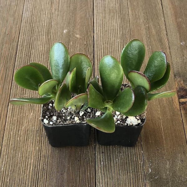 Classic Jade - Crassula ovata - Beginners Succulent - Indoor Safe | Plant | Harddy