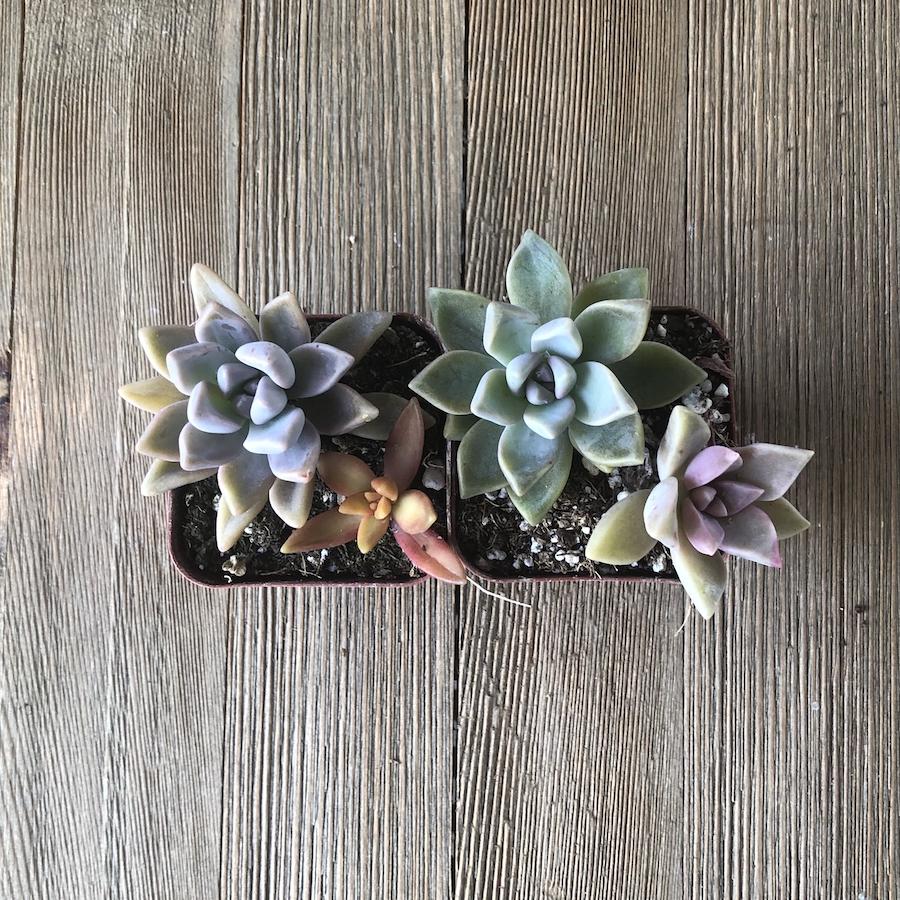 mini succulent arrangement Colorful Mini Succulent Arrangement - Two in Two