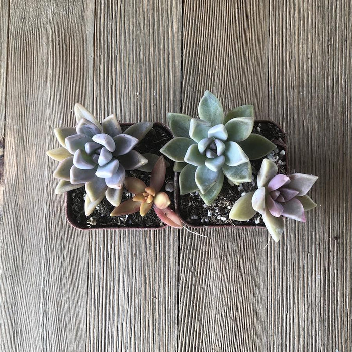 Colorful Mini Succulent Arrangement - Two in Two | Plant | Harddy