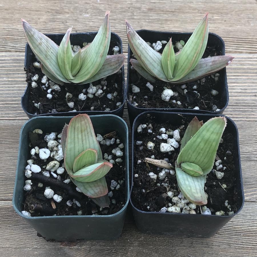 Aloe