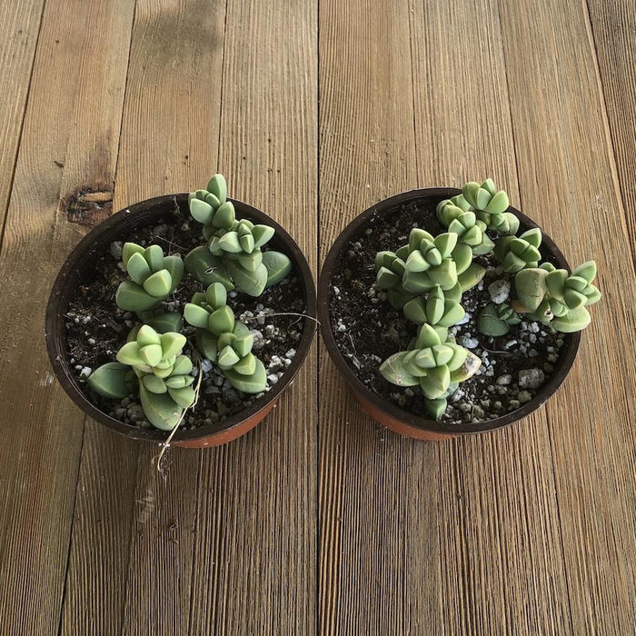 lehmannii succulent Ice Plant - Corpuscularia Lehmannii - 4 Inch