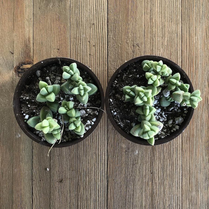 ice plant succulents Ice Plant - Corpuscularia Lehmannii - 4 Inch