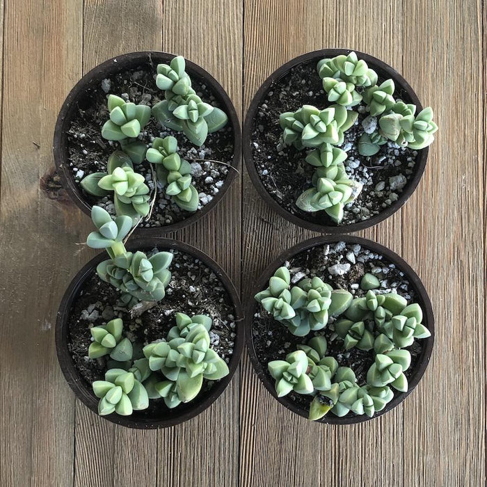 indoor ice plant Ice Plant - Corpuscularia Lehmannii - 4 Inch