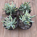 Cotyledon - White Sprite - Vertical Growing Succulent | Plant | Harddy