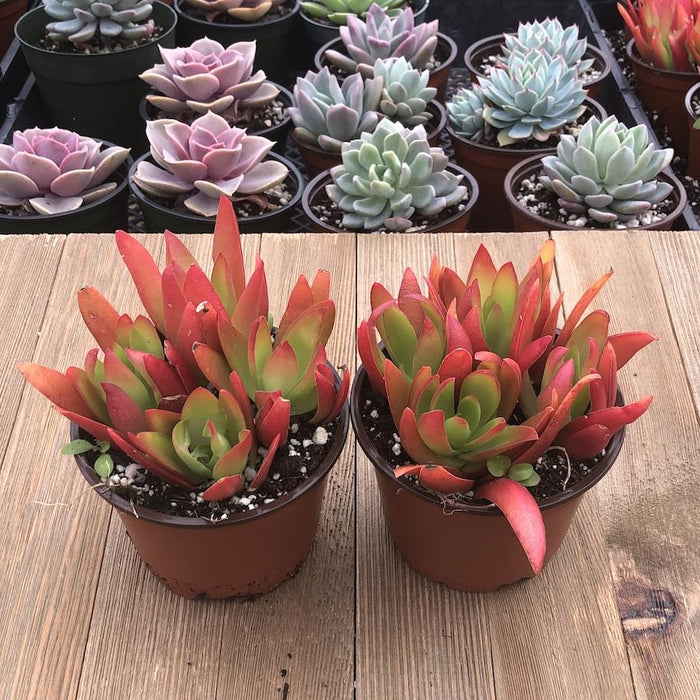red colored succulents Crassula Campfire - Fire Red Crassula - 4 Inch