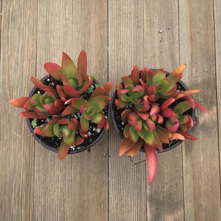 campfire plant succulent Crassula Campfire - Fire Red Crassula - 4 Inch