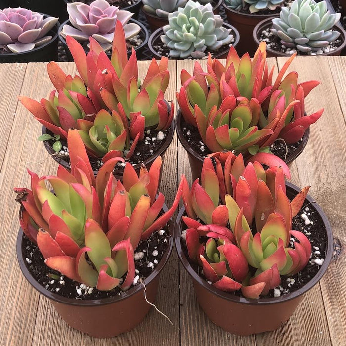 fire succulent Crassula Campfire - Fire Red Crassula - 4 Inch