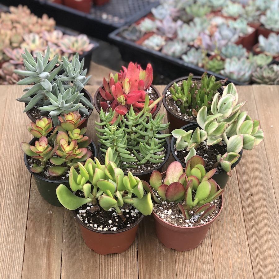 crassula jade plant varieties Assorted Crassula - Jade Plants Collection - 4 Inch