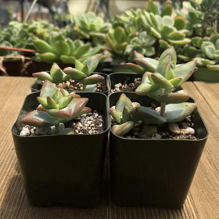 high voltage succulent High Voltage Crassula - Crassula Rupestris - 2 inch