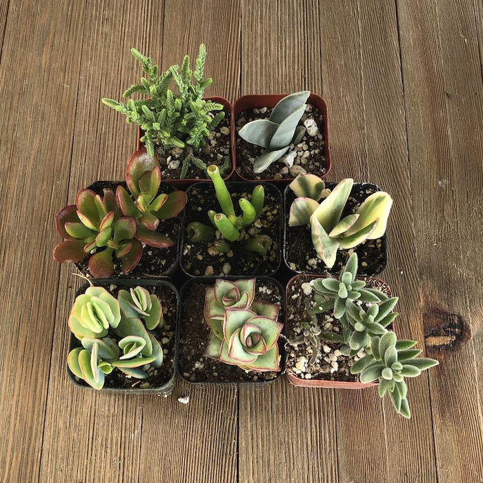 6 pack succulents Cute Crassula Succulent Collection