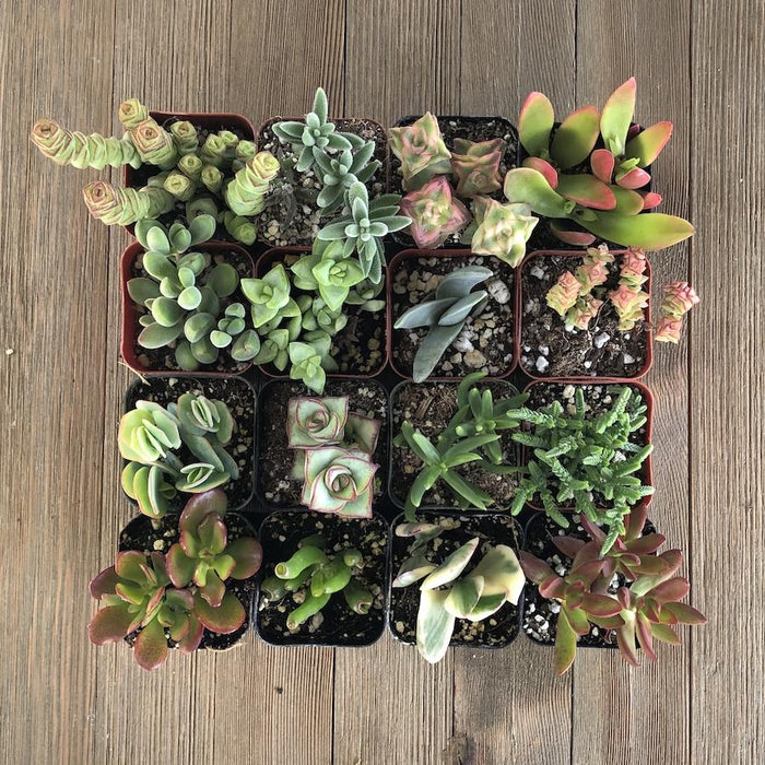 cute succulent plants Cute Crassula Succulent Collection