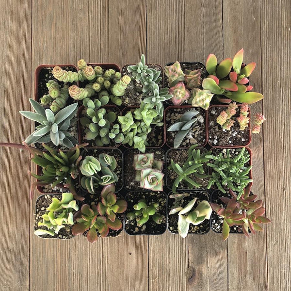 Cute Crassula Succulent Collection | Pack | Harddy