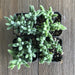 Fuzzy Crassula Shrub - Crassula mesembryanthemoides - 2 inch | Plant | Harddy