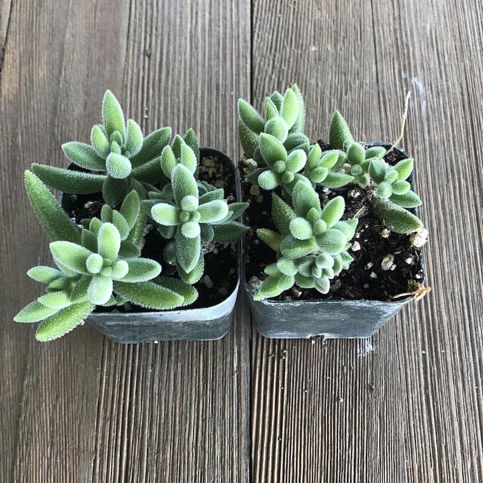 succulents that are fuzzy Fuzzy Crassula Shrub - Crassula mesembryanthemoides - 2 inch