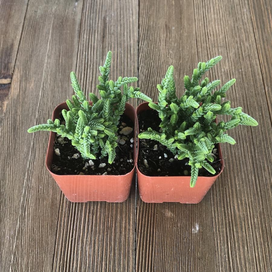 chain link succulent Watch Chain - Crassula muscosa - 2 inch