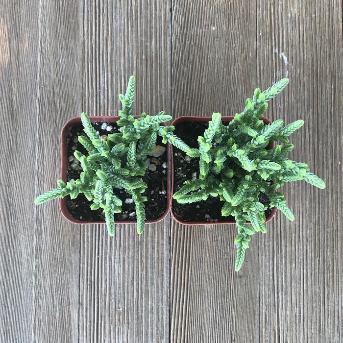 watch chain succulent indoor care Watch Chain - Crassula muscosa - 2 inch