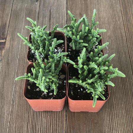 watch band succulent Watch Chain - Crassula muscosa - 2 inch
