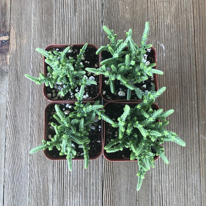 chain link succulent Watch Chain - Crassula muscosa - 2 inch