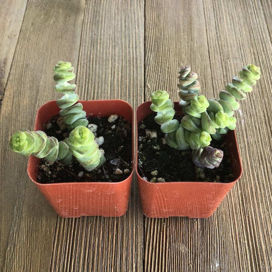 babys necklace succulent Crassula Baby's Necklace - Hybrid - 2 inch