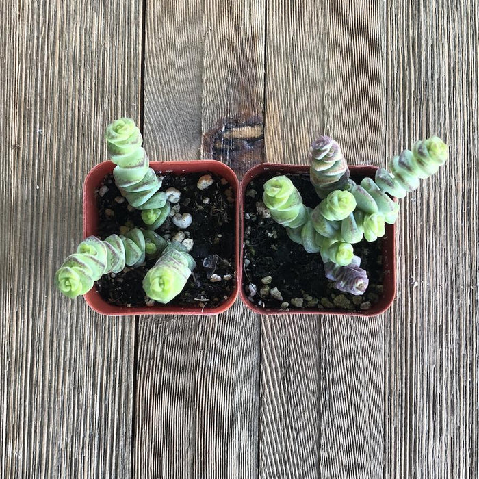 babys necklace succulent Crassula Baby's Necklace - Hybrid - 2 inch