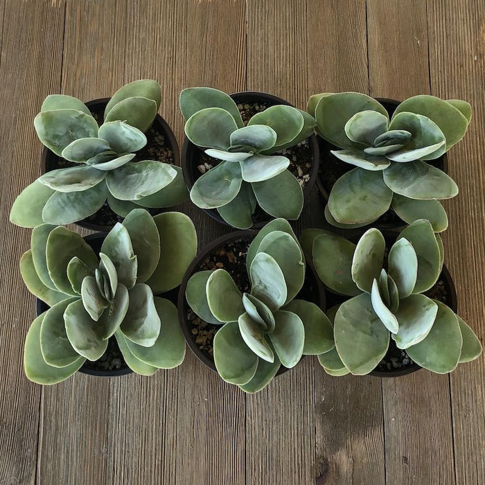 is a money plant a succulent Money Plant - Crassula obvallata - 4 inch